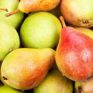 European and Hybrid Pears